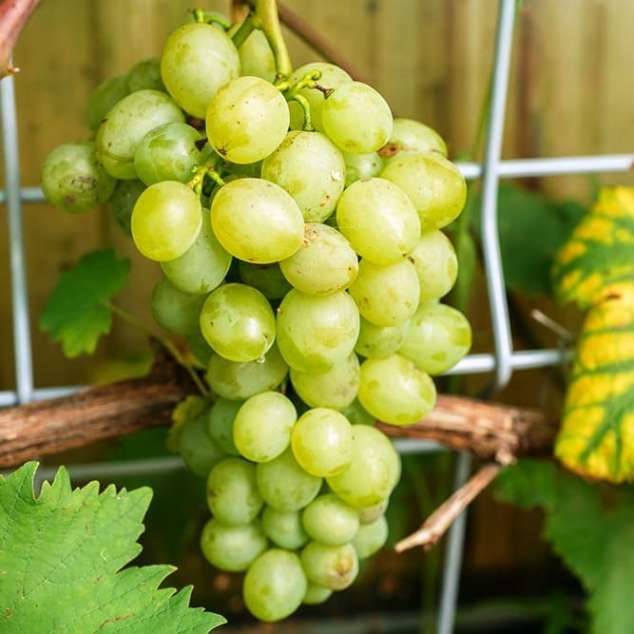 ТОП-33 Самых вкусных сортов винограда 2023 (+фото и описание) #8