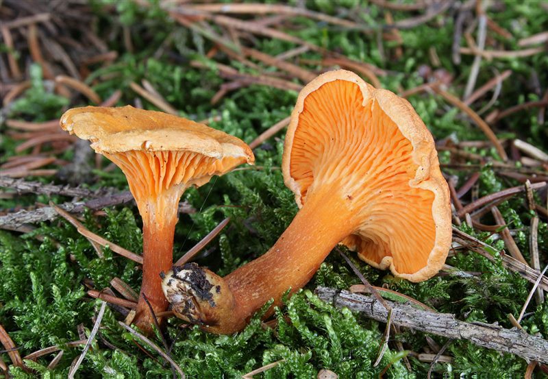 Съедобные и несъедобные грибы: ТОП-60 видов грибов с описанием #43