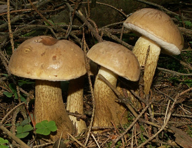 Съедобные и несъедобные грибы: ТОП-60 видов грибов с описанием #47