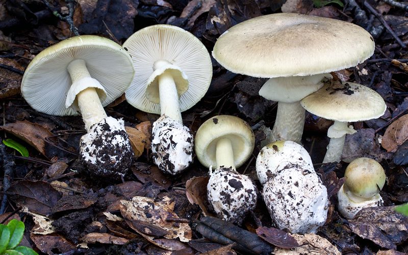 Съедобные и несъедобные грибы: ТОП-60 видов грибов с описанием #42