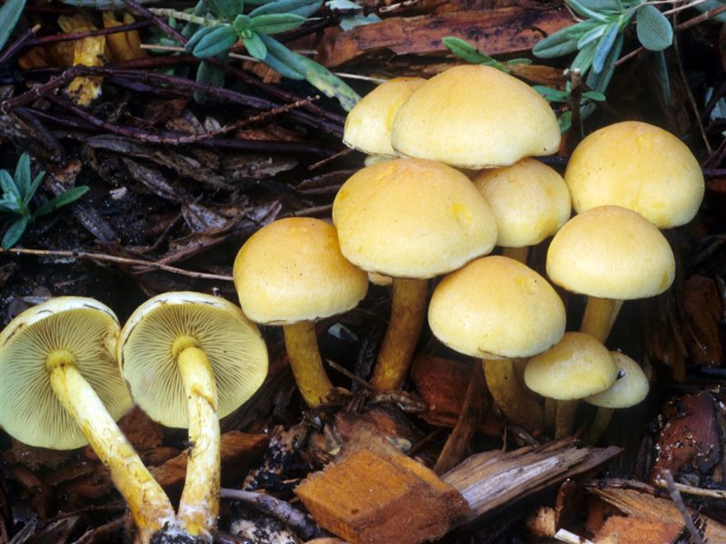 Съедобные и несъедобные грибы: ТОП-60 видов грибов с описанием #44