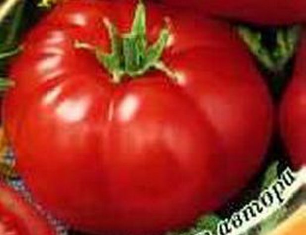 ТОП-25 лучших детерминантных сортов томатов (рейтинг на 2023 год) #28