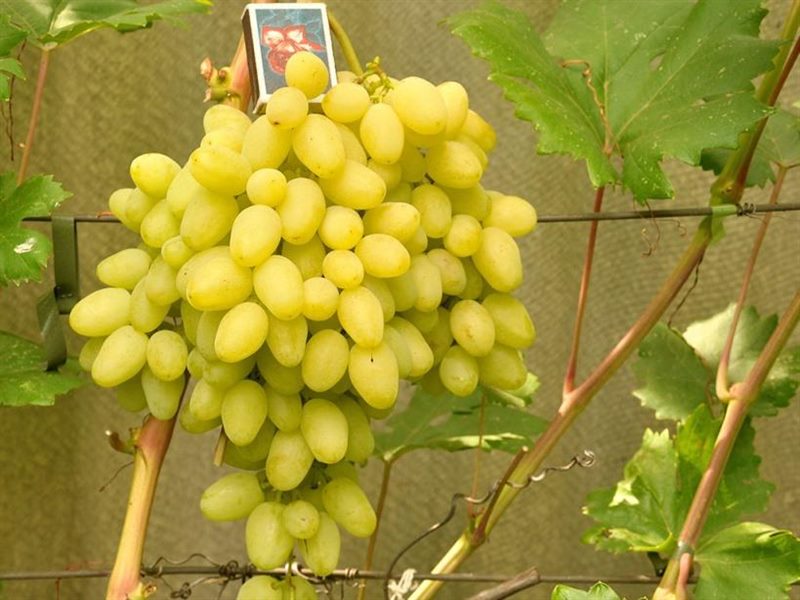 ТОП-33 Самых вкусных сортов винограда 2023 (+фото и описание) #30