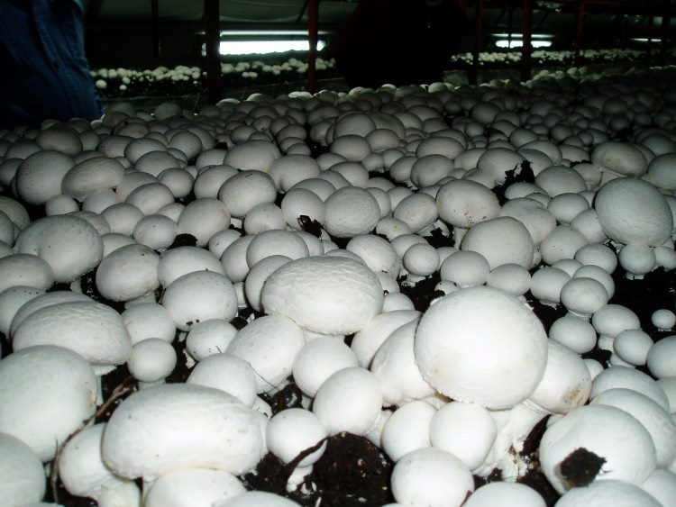 Как вырастить грибы в квартире: подробная инструкция на 2023 год #25