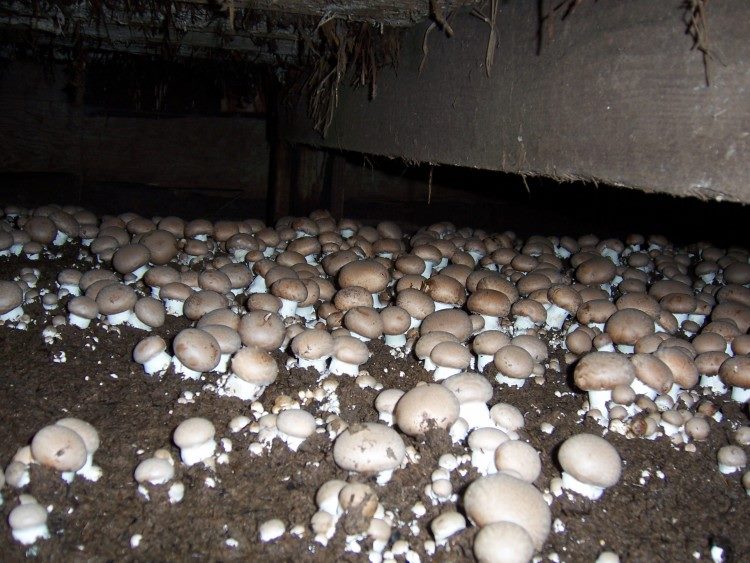 Как вырастить грибы в квартире: подробная инструкция на 2023 год #30