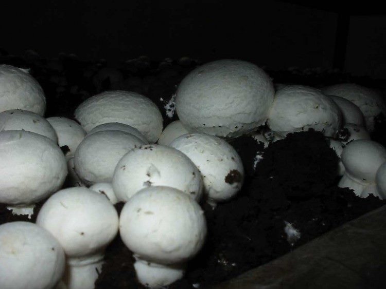 Как вырастить грибы в квартире: подробная инструкция на 2023 год #34