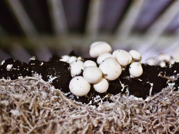 Как вырастить грибы в квартире: подробная инструкция на 2023 год #39