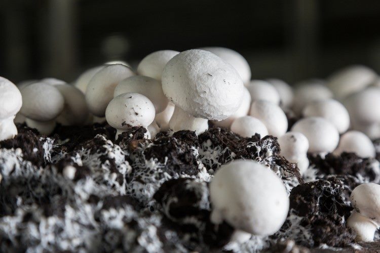 Как вырастить грибы в квартире: подробная инструкция на 2023 год #46
