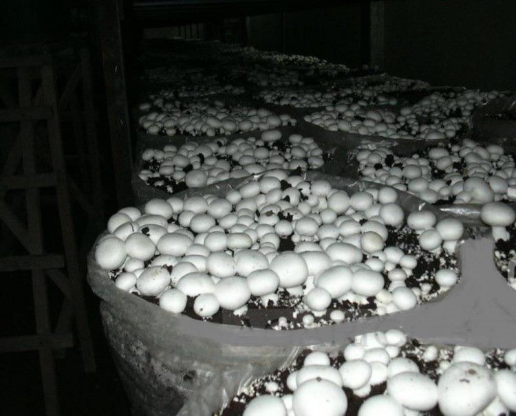 Как вырастить грибы в квартире: подробная инструкция на 2023 год #51