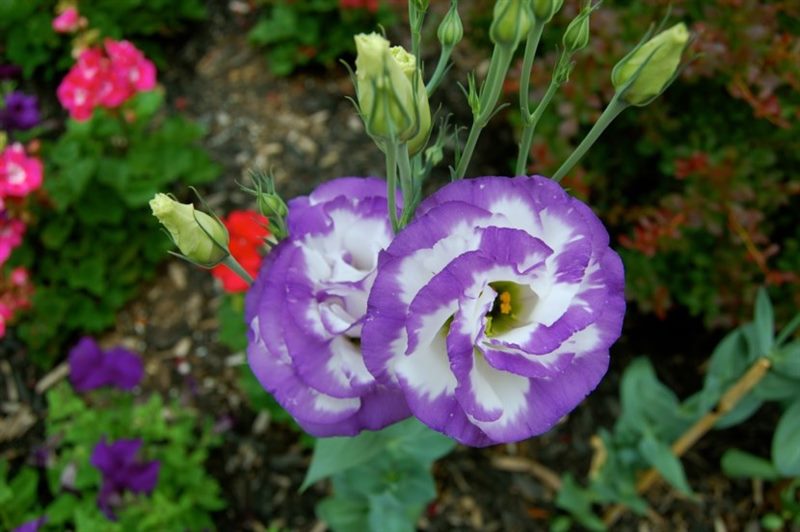 Цветок Эустома: ТОП-150+ фото, описание сортов и уход #64