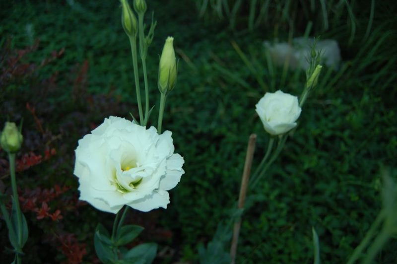 Цветок Эустома: ТОП-150+ фото, описание сортов и уход #65