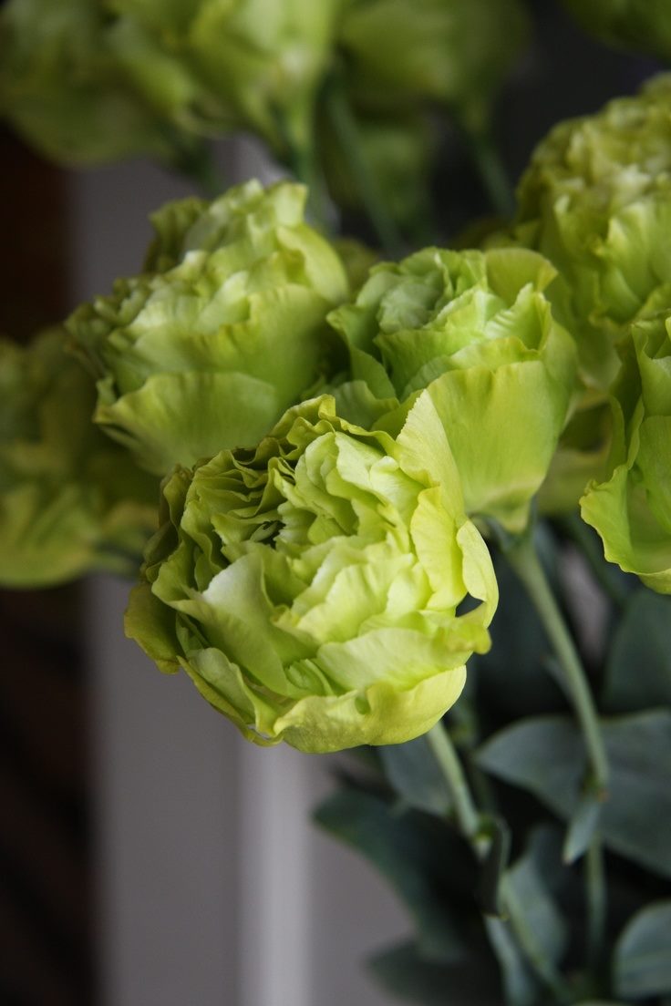 Цветок Эустома: ТОП-150+ фото, описание сортов и уход #68