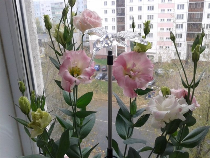 Цветок Эустома: ТОП-150+ фото, описание сортов и уход #50