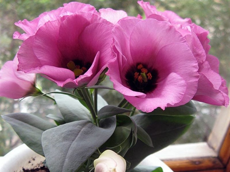Цветок Эустома: ТОП-150+ фото, описание сортов и уход #53