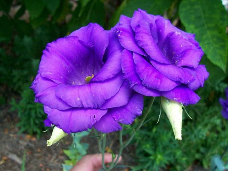 Цветок Эустома: ТОП-150+ фото, описание сортов и уход #54