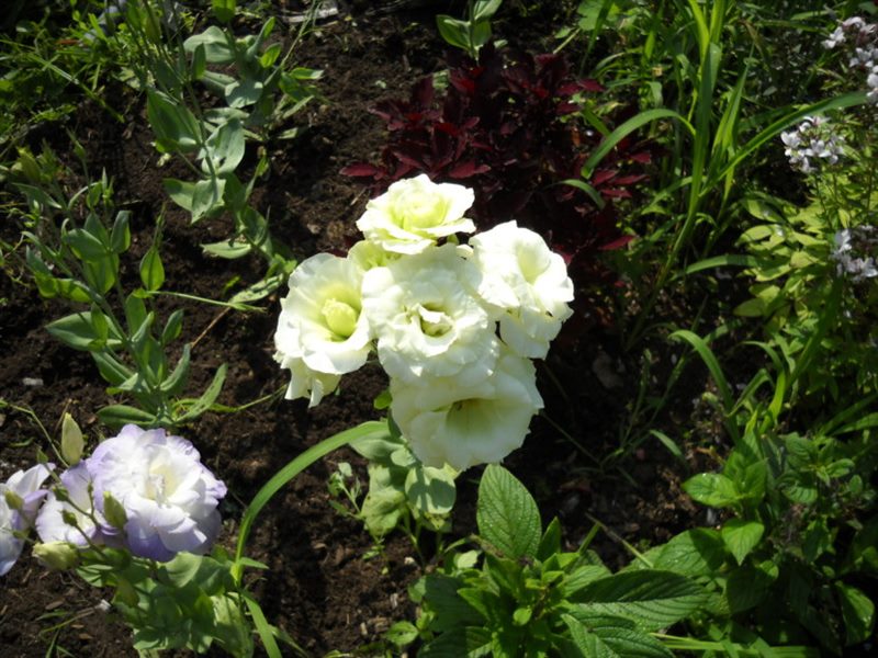 Цветок Эустома: ТОП-150+ фото, описание сортов и уход #57