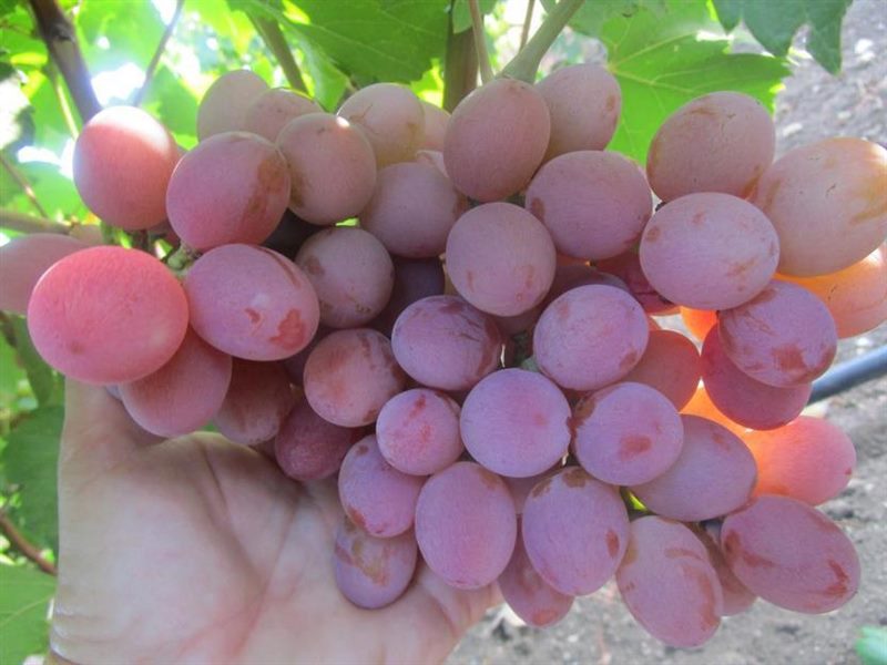 ТОП-33 Самых вкусных сортов винограда 2023 (+фото и описание) #22