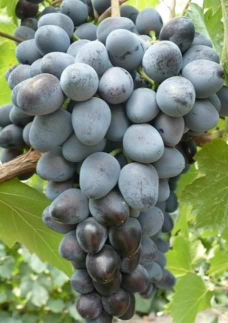 ТОП-33 Самых вкусных сортов винограда 2023 (+фото и описание) #13