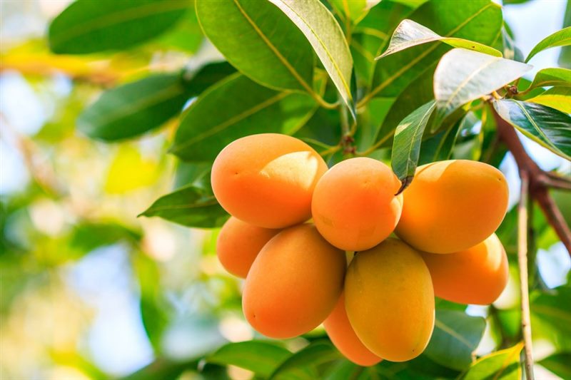 Как вырастить манго из косточки в домашних условиях (подробная инструкция) #58
