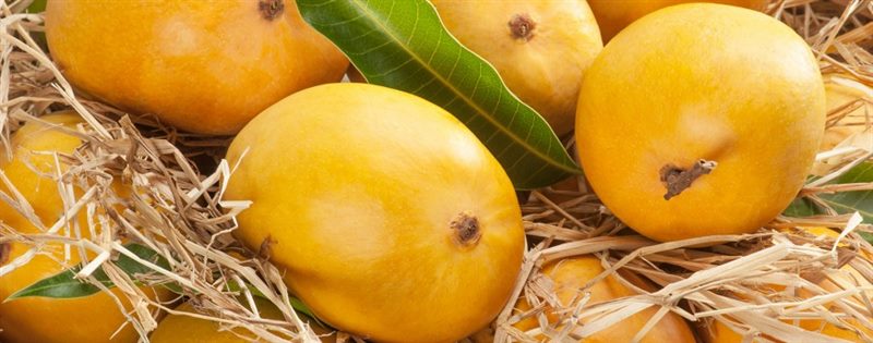 Как вырастить манго из косточки в домашних условиях (подробная инструкция) #6