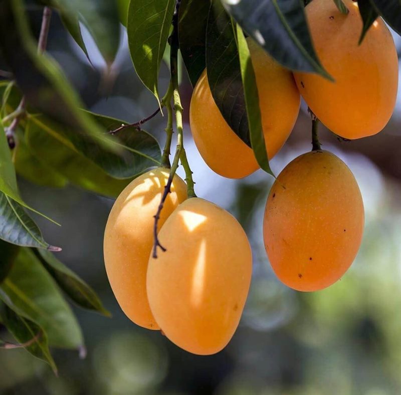 Как вырастить манго из косточки в домашних условиях (подробная инструкция) #34
