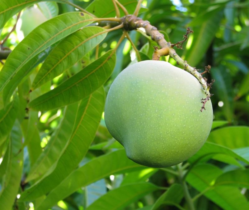 Как вырастить манго из косточки в домашних условиях (подробная инструкция) #29