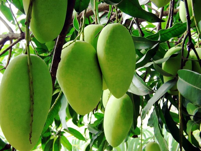 Как вырастить манго из косточки в домашних условиях (подробная инструкция) #44
