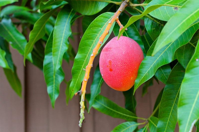 Как вырастить манго из косточки в домашних условиях (подробная инструкция) #45