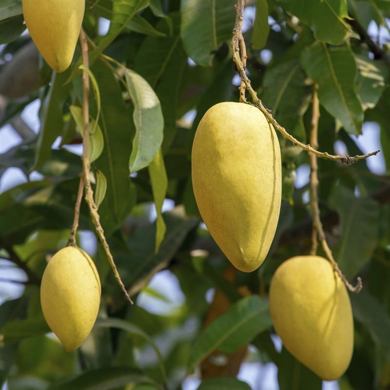 Как вырастить манго из косточки в домашних условиях (подробная инструкция) #30