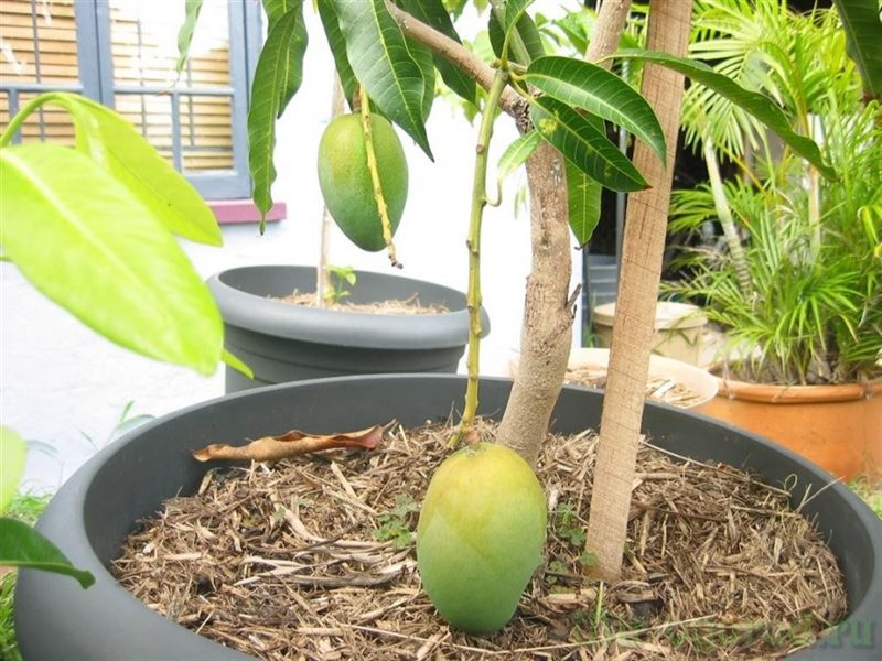 Как вырастить манго из косточки в домашних условиях (подробная инструкция) #47