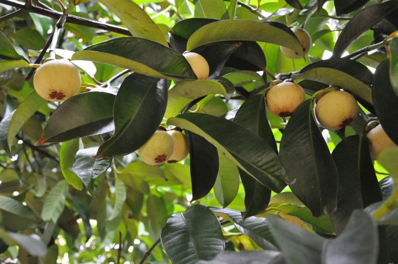 Как вырастить манго из косточки в домашних условиях (подробная инструкция) #48