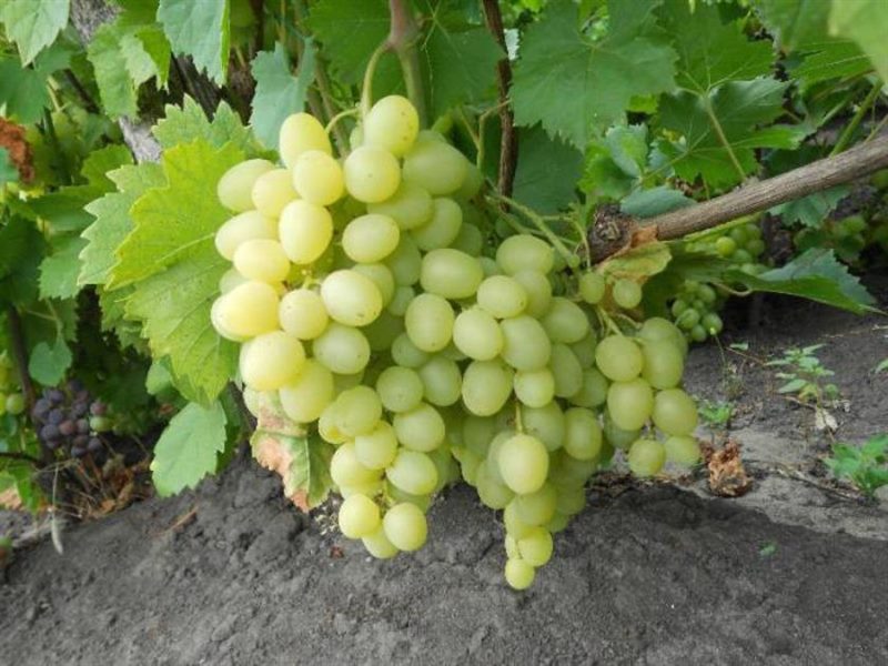 ТОП-33 Самых вкусных сортов винограда 2023 (+фото и описание) #17
