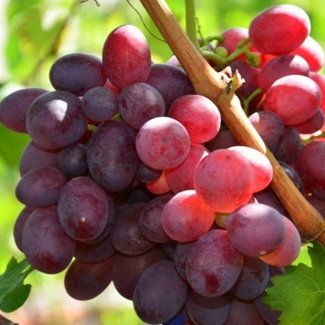 ТОП-33 Самых вкусных сортов винограда 2023 (+фото и описание) #6