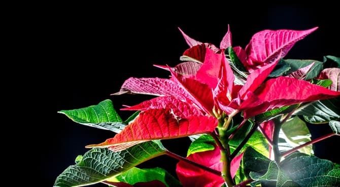 Пуансетия (рождественская звезда): описание сортов, уход, выращивание и обрезка дома #2