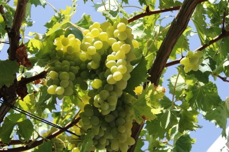ТОП-33 Самых вкусных сортов винограда 2023 (+фото и описание) #11
