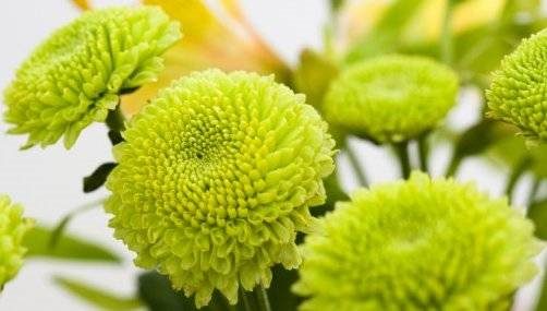 ТОП-20 красивых растений с зелеными цветками (фото и названиями) #1