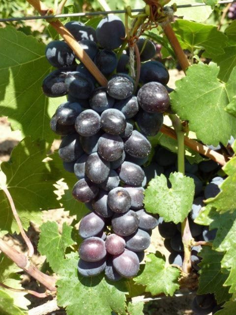 ТОП-33 Самых вкусных сортов винограда 2023 (+фото и описание) #3