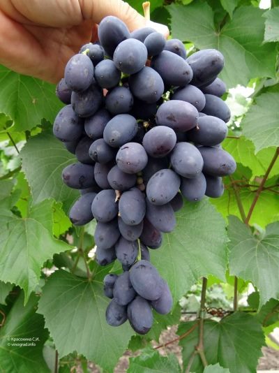 ТОП-33 Самых вкусных сортов винограда 2023 (+фото и описание) #5