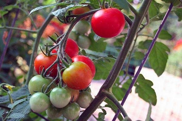 ТОП-55 лучших сортов томатов 2023 (для теплиц и открытого грунта) #48