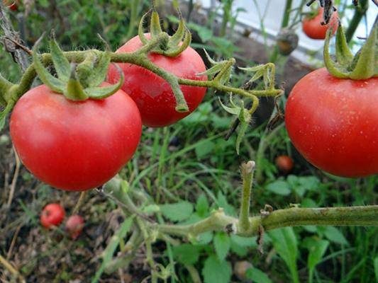 ТОП-55 лучших сортов томатов 2023 (для теплиц и открытого грунта) #63