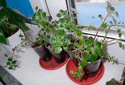 ТОП-35 Самые полезных комнатных растений для квартиры в горшках #13