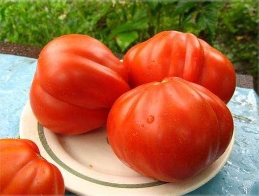 ТОП-55 лучших сортов томатов 2023 (для теплиц и открытого грунта) #50