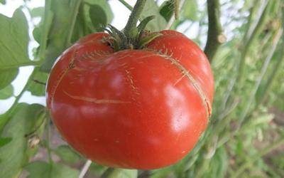 ТОП-55 лучших сортов томатов 2023 (для теплиц и открытого грунта) #17