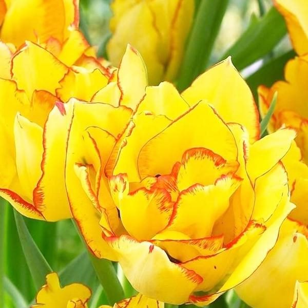 ТОП-33 видов и сортов тюльпанов (85+ фото с описанием) #36