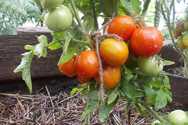 ТОП-55 лучших сортов томатов 2023 (для теплиц и открытого грунта) #49