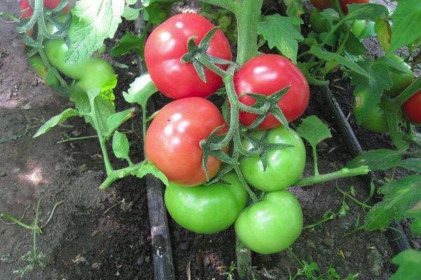ТОП-55 лучших сортов томатов 2023 (для теплиц и открытого грунта) #64