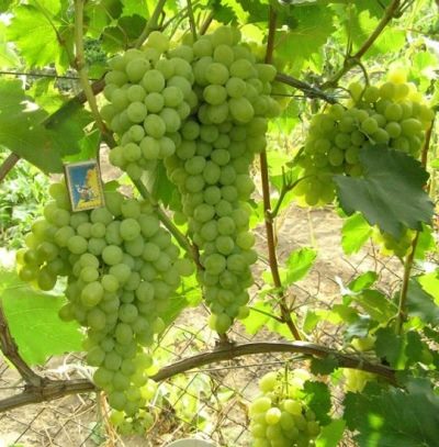 ТОП-33 Самых вкусных сортов винограда 2023 (+фото и описание) #19