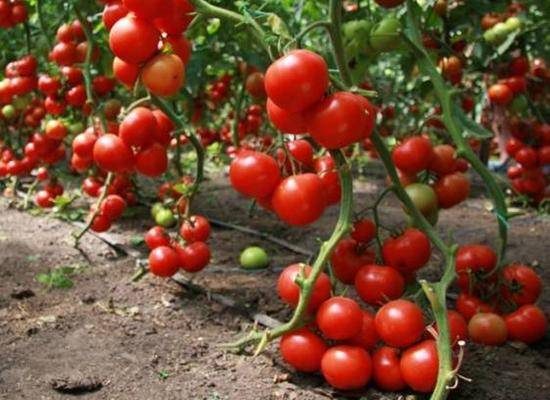 ТОП-55 лучших сортов томатов 2023 (для теплиц и открытого грунта) #54