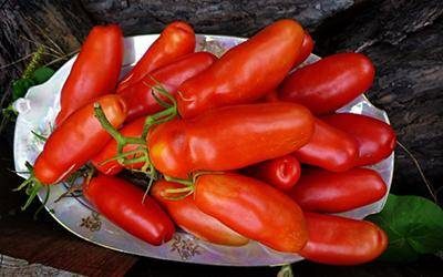 ТОП-55 лучших сортов томатов 2023 (для теплиц и открытого грунта) #20