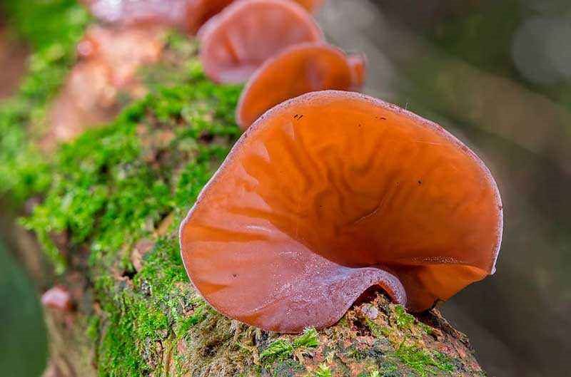 Съедобные и несъедобные грибы: ТОП-60 видов грибов с описанием #23